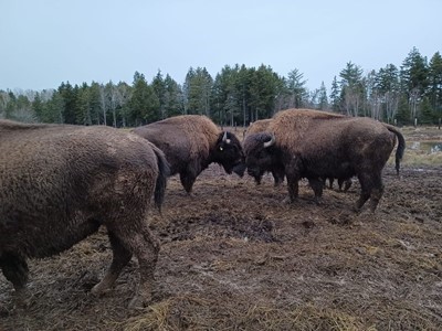 Where the Buffalo Roam